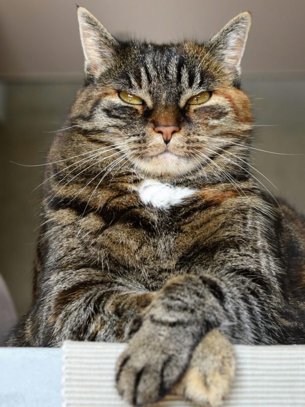 pexels-pixabay-208984 pexels-pixabay-208984